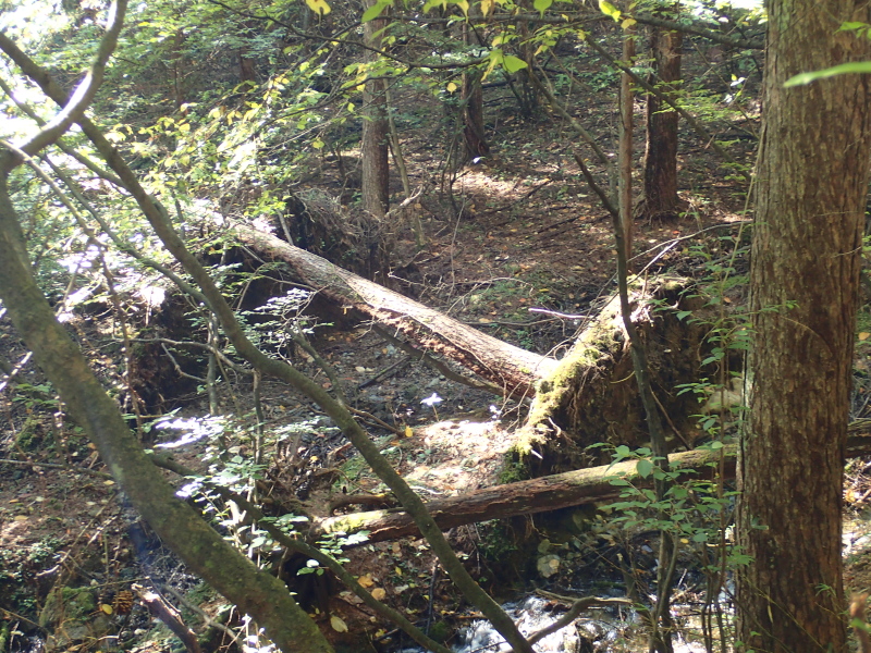 倒木 根の絡む地面が丸ごとめくれてしまっている 思沢川ルート 2015年10月