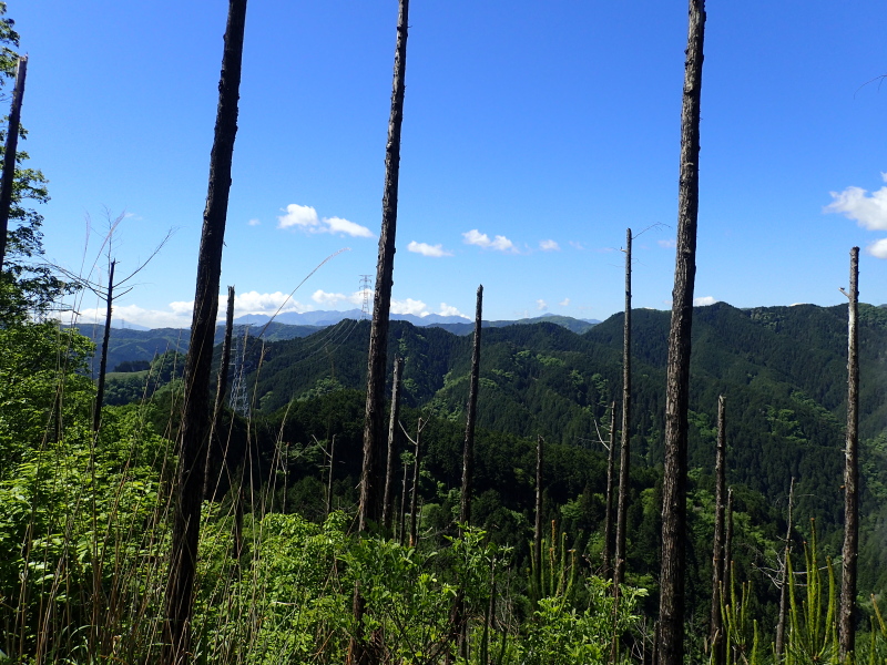 立枯れた木々の間に唐突に入り込む 刈寄山南の稜線にて 2016年5月