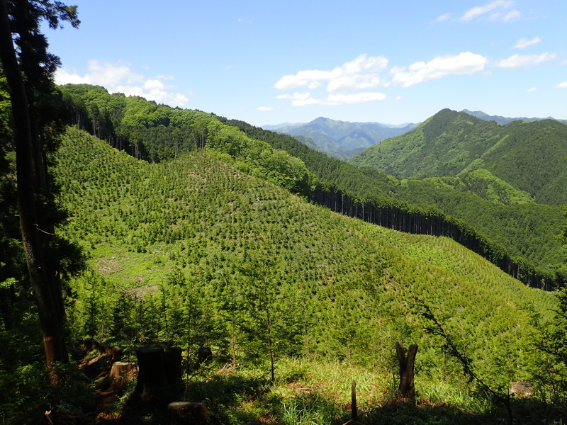 皆伐された山膚は遠くからは痛々しくも見えようが，その場に立つとなかなか眺めがよい 市道山の東 727m 地点(独標) 2016年5月